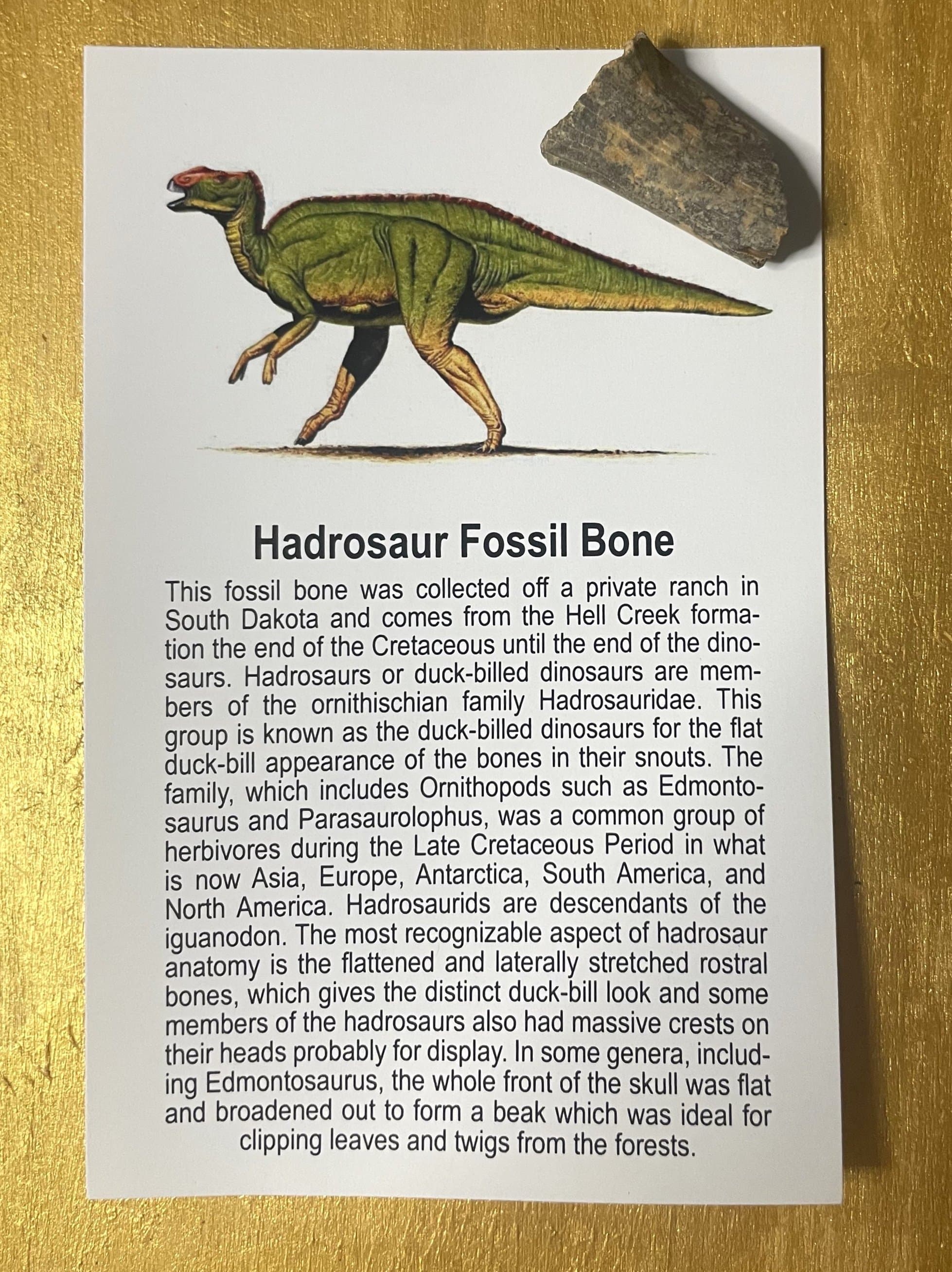 Regular Hadrosaur Fossil Specimen w/Educational card (Bagged)